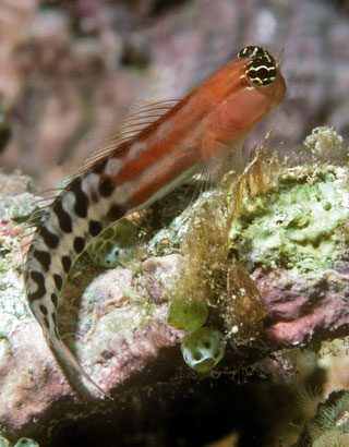 Ecsenius fijiensis